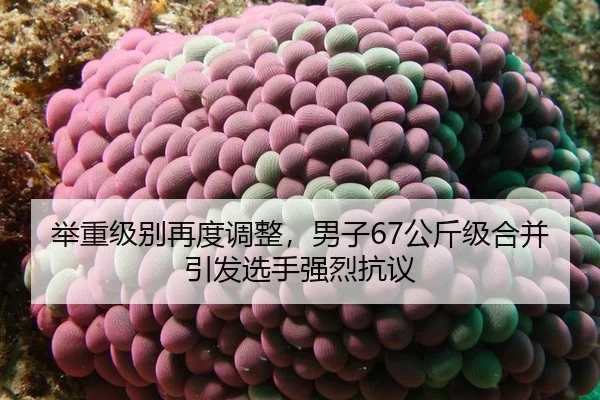 举重级别再度调整，男子67公斤级合并引发选手强烈抗议